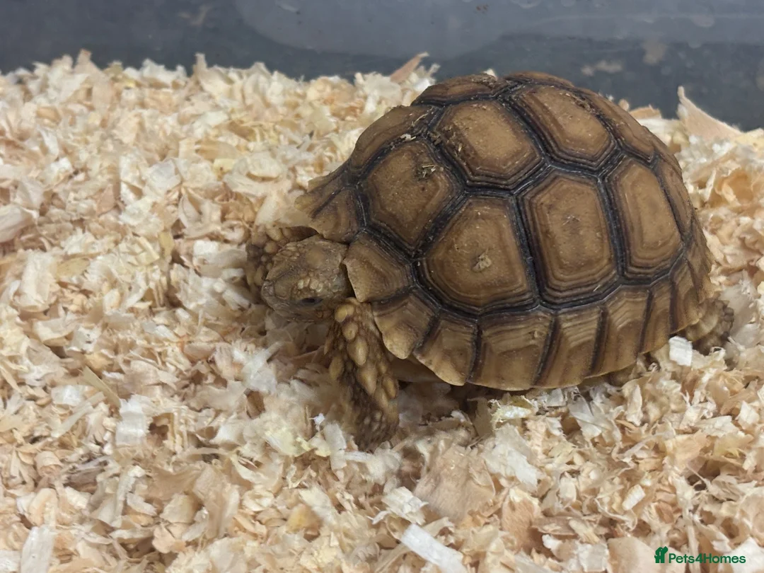 Tortoise reptiles for sale: Baby Sulcata Hatchlings in Swindon - Advert 1