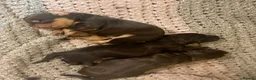 Cocker Spaniel dogs for sale: Beautiful cocker spaniel pups - Advert 12