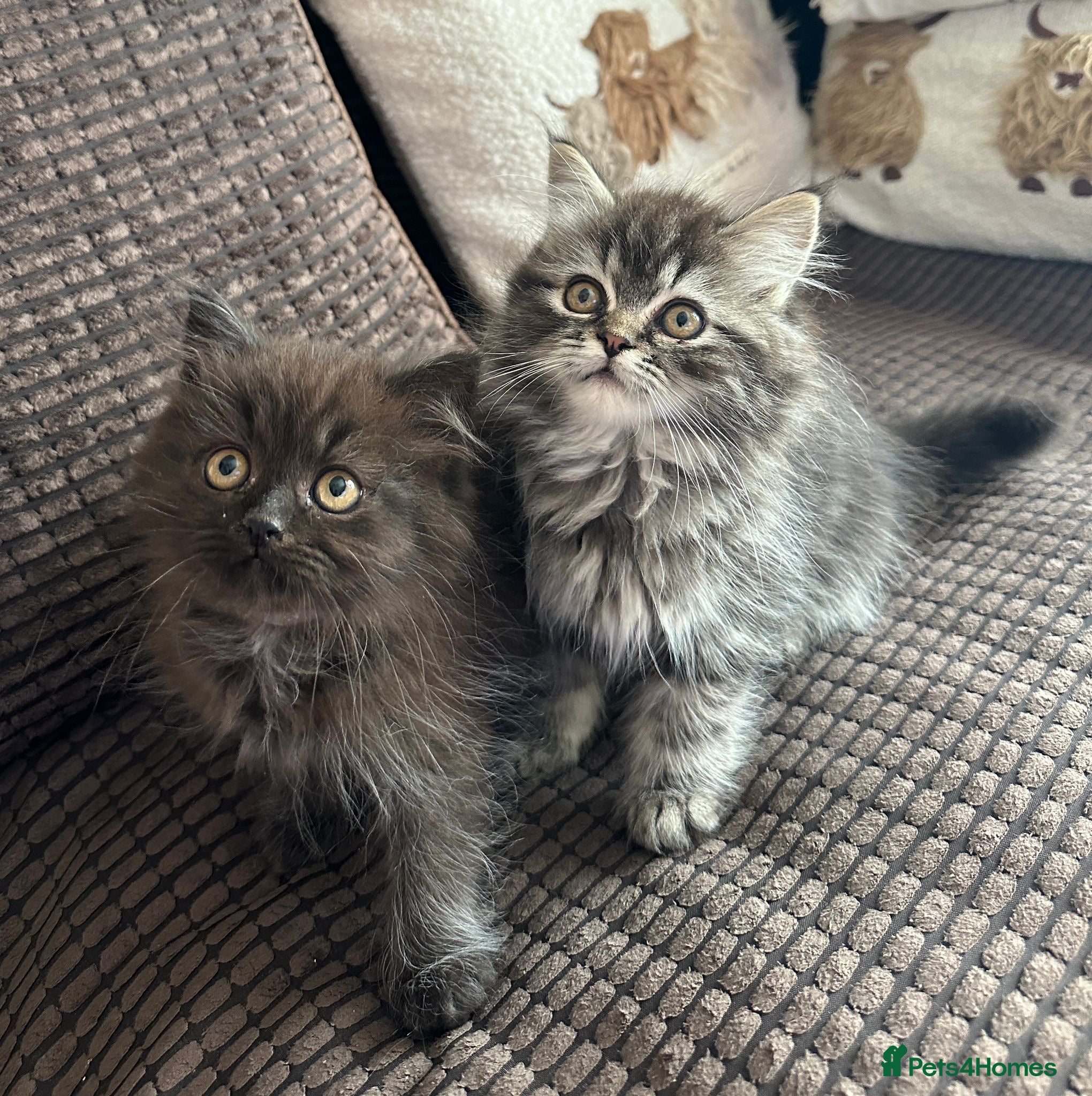 Siberian cats 🩵 4 adorable male Siberian x Persian kittens 🩵 - Advert 17