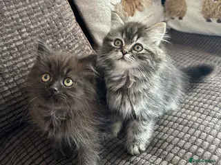 Siberian cats 🩵 4 adorable male Siberian x Persian kittens 🩵 - Advert 2