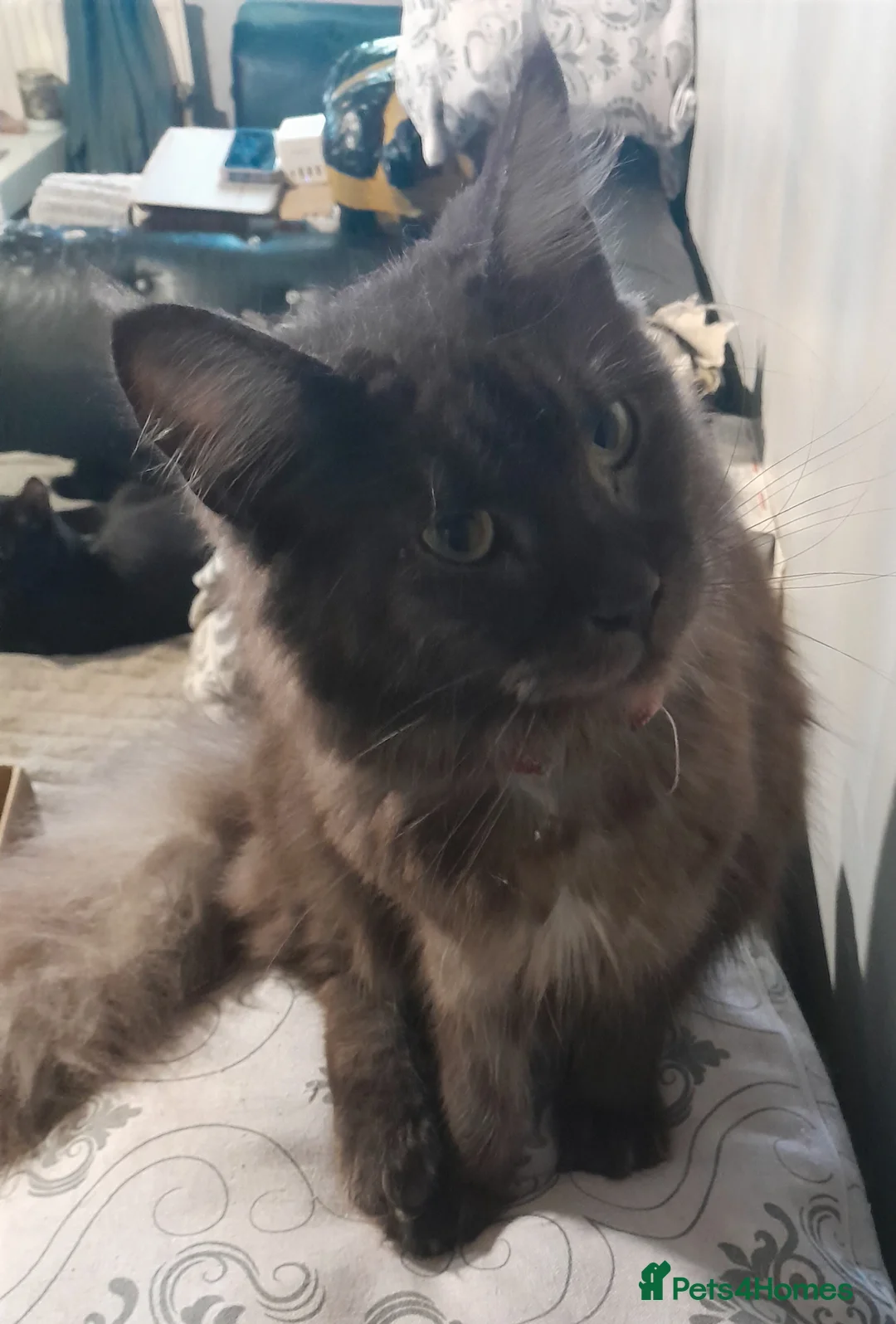 Maine Coon cats for sale: Stunning girl - Advert 2