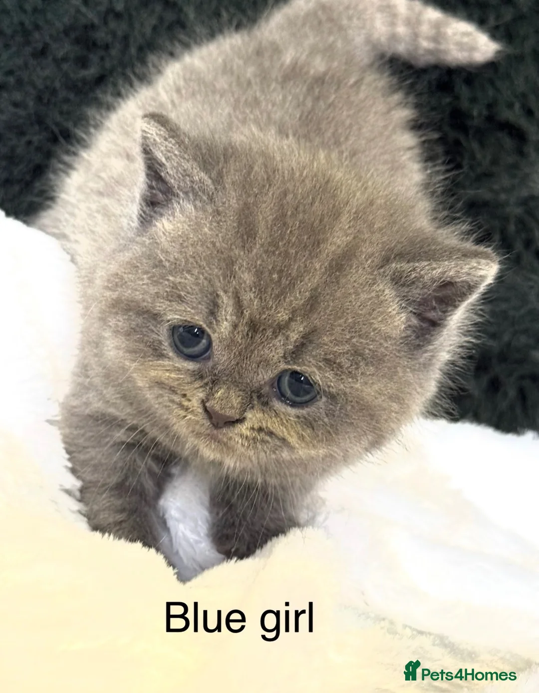 Scottish Fold cats for sale: Scottish striaghts / bsh registered  - Advert 1