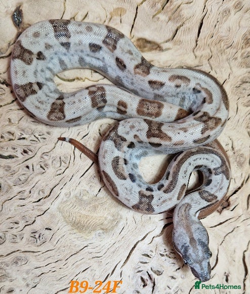 Boa Snake reptiles Choice of 2024/25 VPI Boa morphs, male and female. - Advert 6