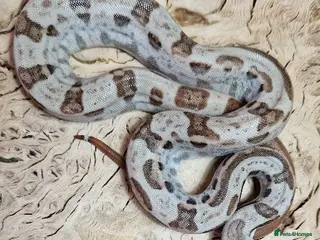 Boa Snake reptiles Choice of 2024/25 VPI Boa morphs, male and female. - Advert 6