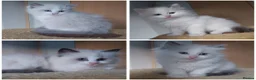 Ragdoll cats for sale: RAGDOLLS BICOLOUR FLUFFY BLUE EYES GIRLS BOY  - Advert 1