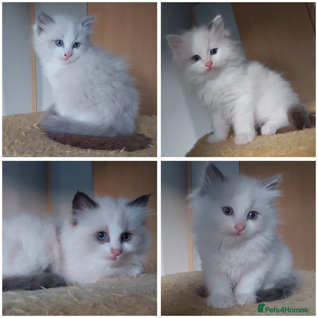Ragdoll cats for sale: RAGDOLLS BICOLOUR FLUFFY BLUE EYES GIRLS BOY  - Advert 1