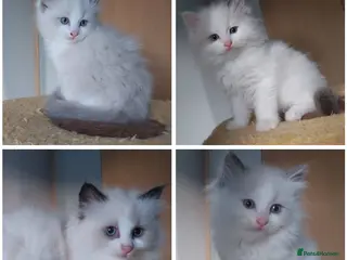 Ragdoll cats RAGDOLLS BICOLOUR GIRLS BOY READY ON 25 APRIL - Advert 13