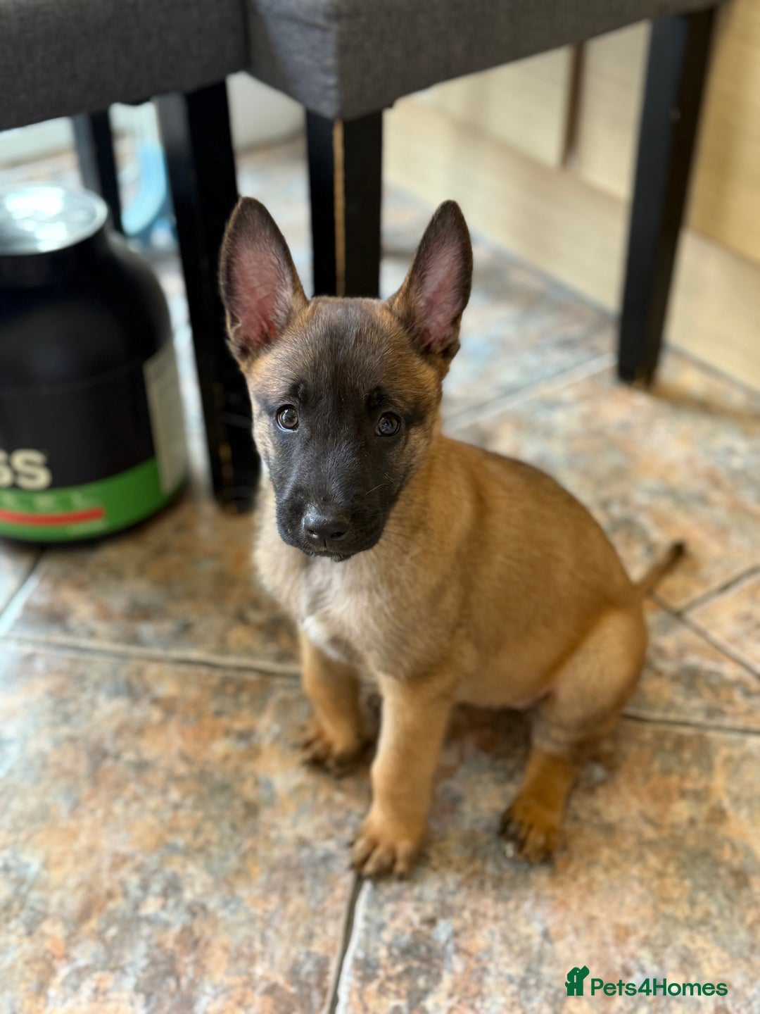 Belgian Shepherd Dog dogs for sale: Top working line puppies  - Image 36