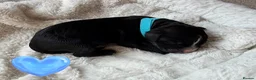 Bernedoodle dogs for sale: Beautiful large standard bernedoodle puppies  - Advert 17