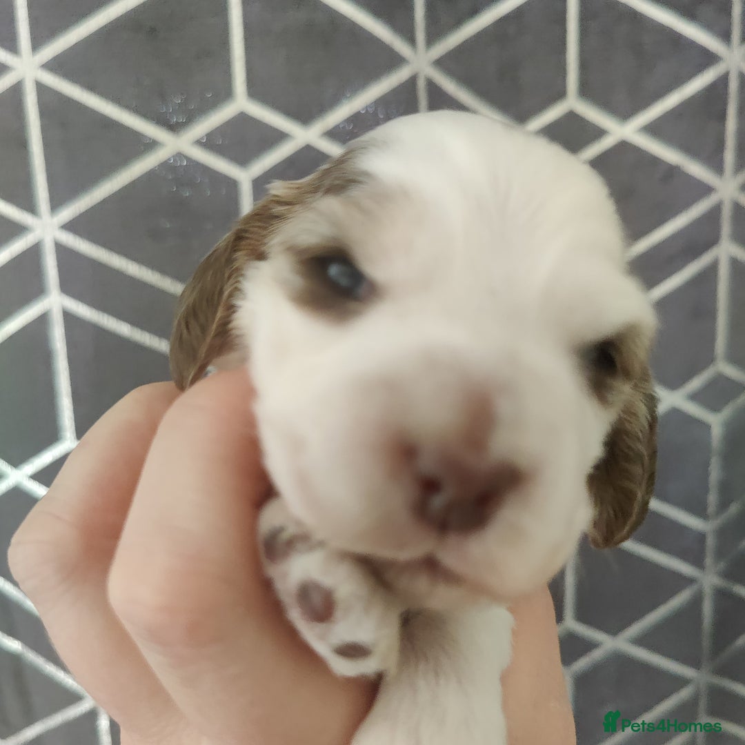 Cocker Spaniel dogs for sale: Show Type Cocker Spaniels Health Tested Parents  - Image 31