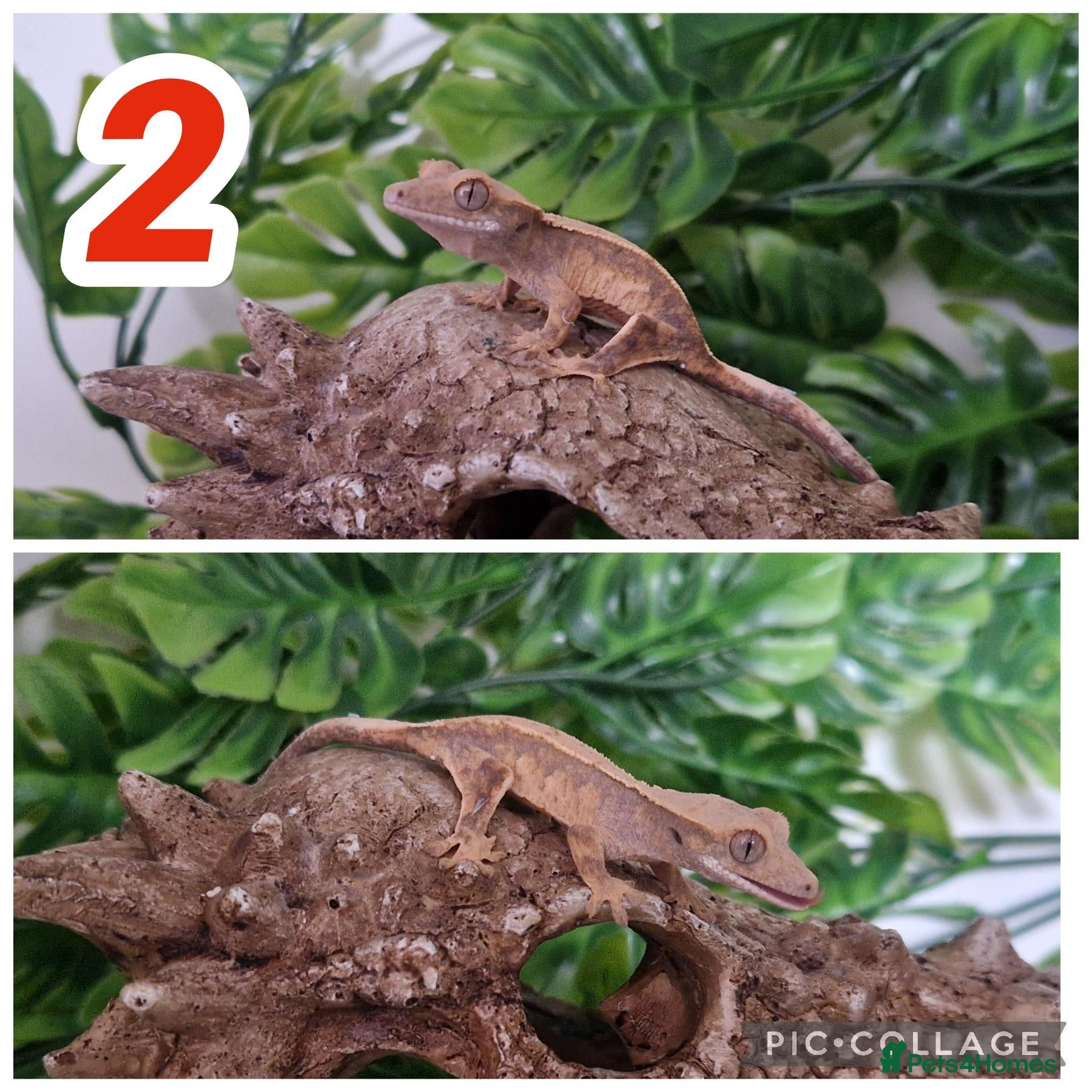 Gecko reptiles Crested Gecko babies  - Advert 2