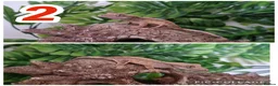 Gecko reptiles for sale: Crested Gecko babies  - Advert 2