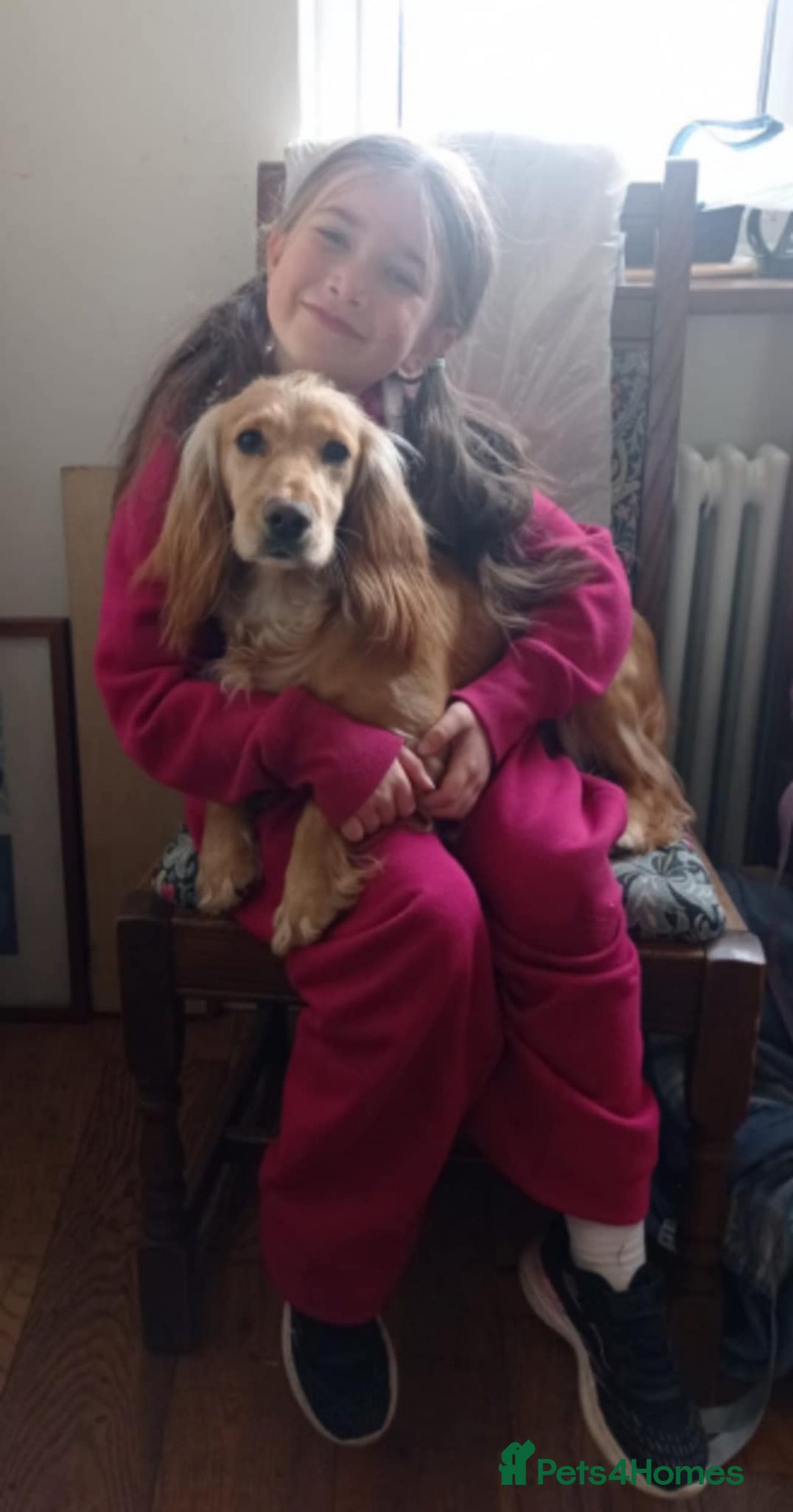 Cocker Spaniel dogs for sale: Expected litter, due to homes 1/10/25 - Image 3