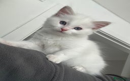 Ragdoll cats for sale: Gorgeous Rare White boy and blue mitted boy  - Image 14