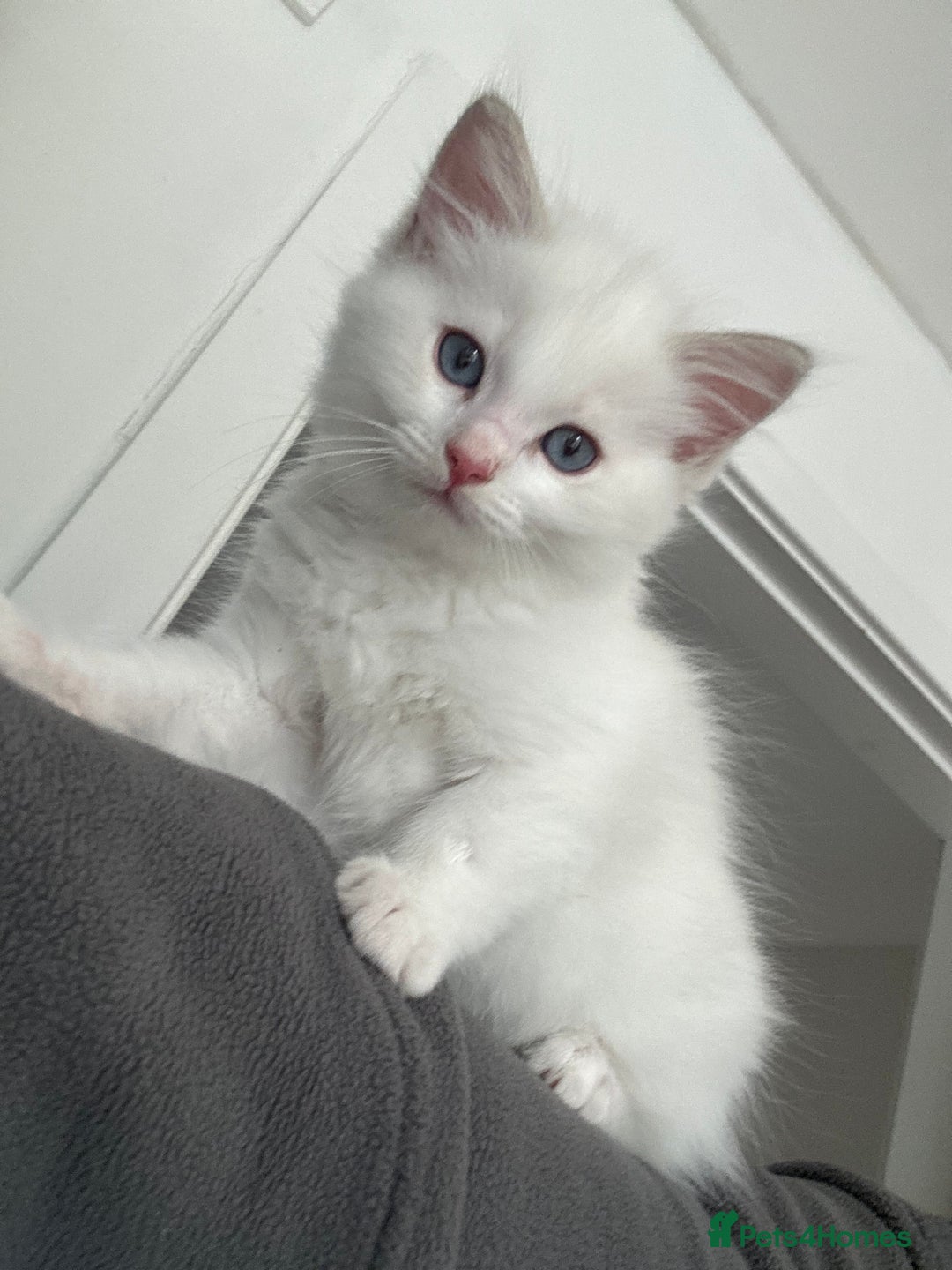Ragdoll cats for sale: Gorgeous Rare White boy and blue mitted boy  - Image 14