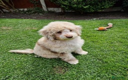 Cockapoo dogs for sale: Cockerpoo girl 11weeks old  - Image 24