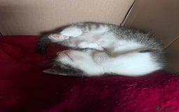 Mixed Breed cats for sale: Beautiful Playful Kittens - Image 14