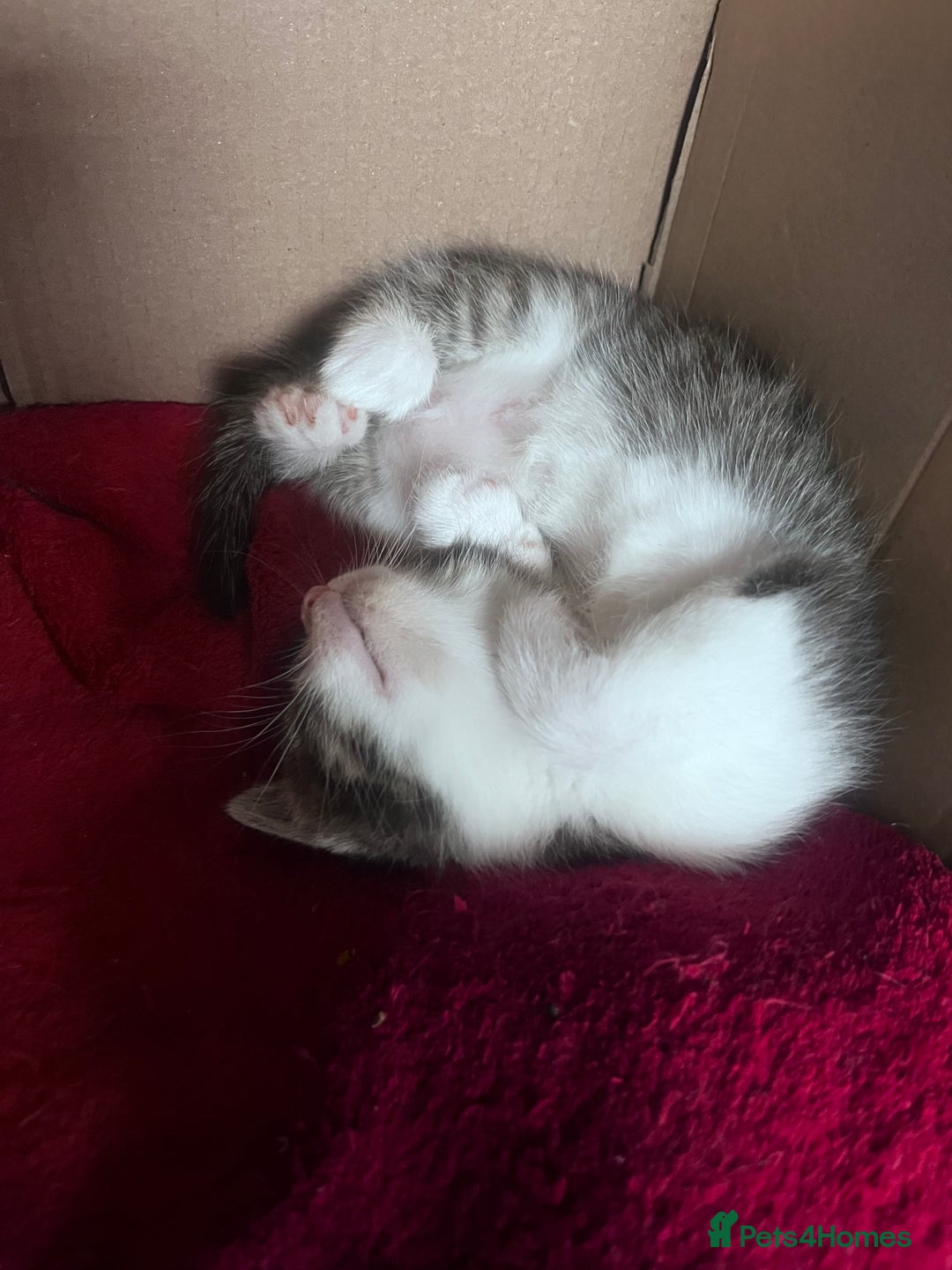 Mixed Breed cats for sale: Beautiful Playful Kittens - Image 14