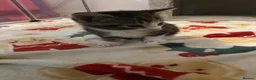 Domestic Shorthair cats for sale: 3 boy kittens for sale in Sherborne - Advert 5