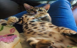 Bengal cats for sale: 🔥The Cutest Bengals in the UK? Come See 😺 🐾 - Image 13