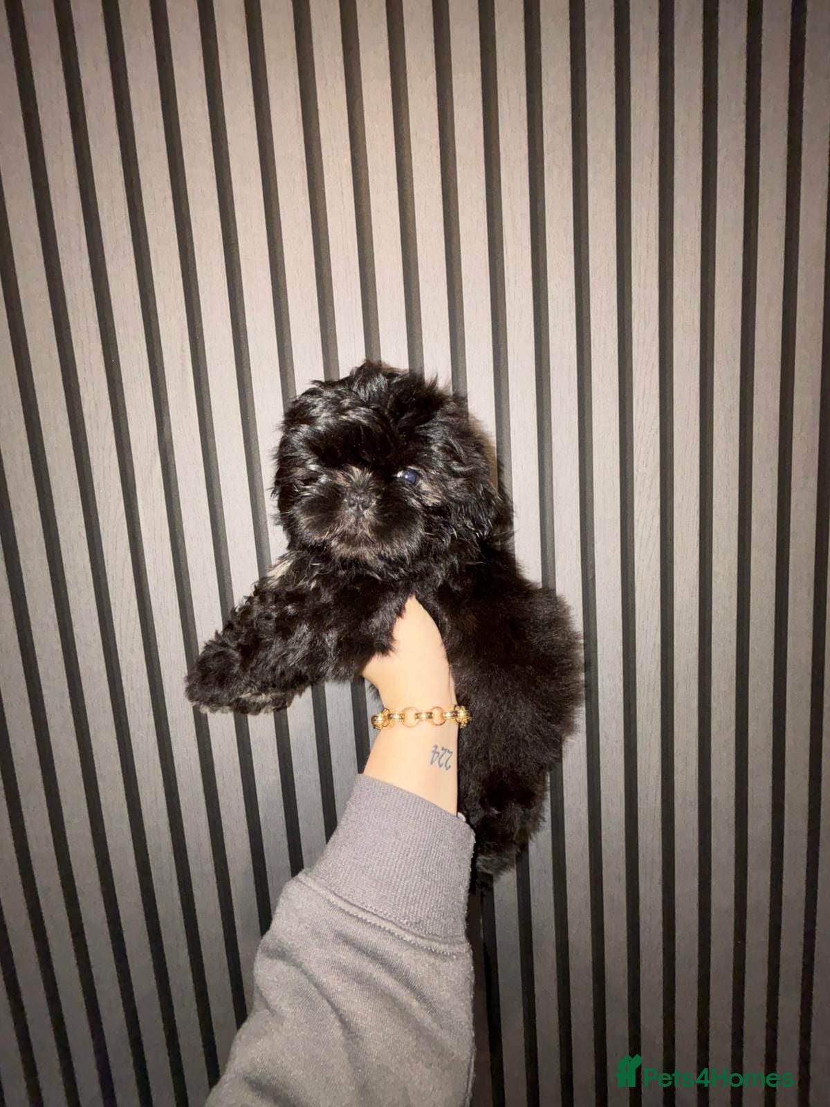 Shih Tzu dogs  2 kc reg shih tzh ready to go  - Advert 14