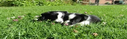 Border Collie dogs for sale: 5 Beautiful Border Collie Puppies  - Advert 38