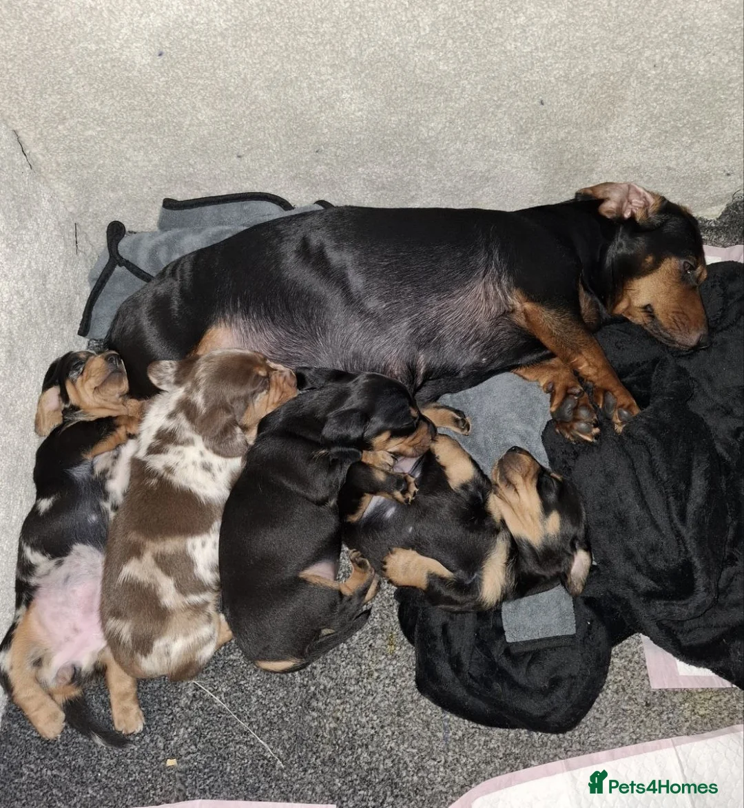 Miniature Dachshund dogs for sale: MAGNIFICENT DACHSHUND PUPPIES in Edinburgh - Advert 1