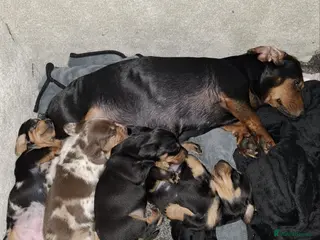 Miniature Dachshund dogs MAGNIFICENT DACHSHUND PUPPIES in Edinburgh - Advert 11