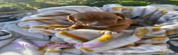Mixed Breed dogs for sale: 🐾 4 BEAUTIFUL AMERICAN BULLDACH PUPPIES  - Advert 4