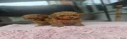 Maltipoo dogs for sale: Beautiful Maltipoo Puppies –2 Boys & 2 Girls - Advert 14