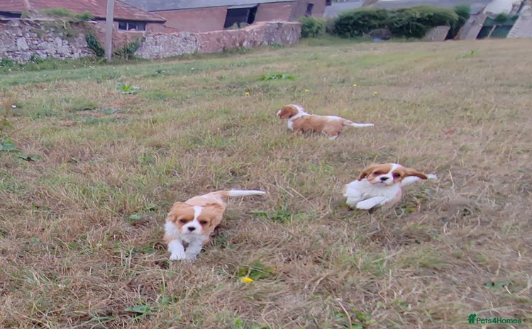 Cavalier King Charles Spaniel dogs - Advert 1