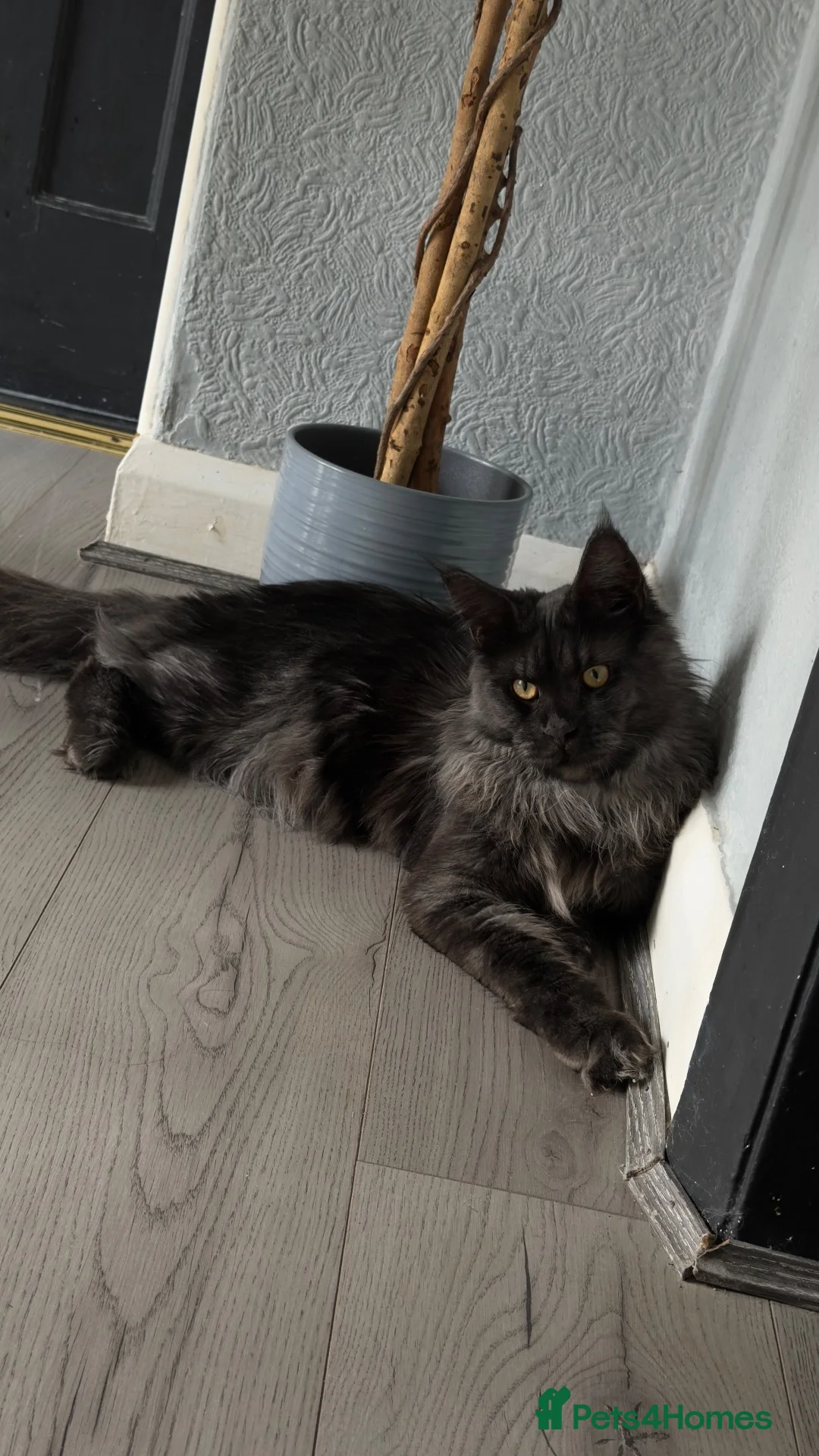 Maine Coon cats for stud: Maine coon stud - Advert 2