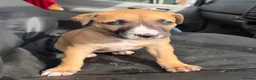 Mixed Breed dogs for sale: Lurcher bull puppies for sale - Advert 24