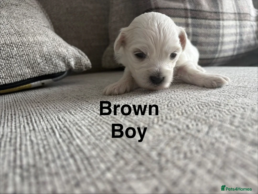 Maltese dogs for sale: Maltese puppies - Advert 11