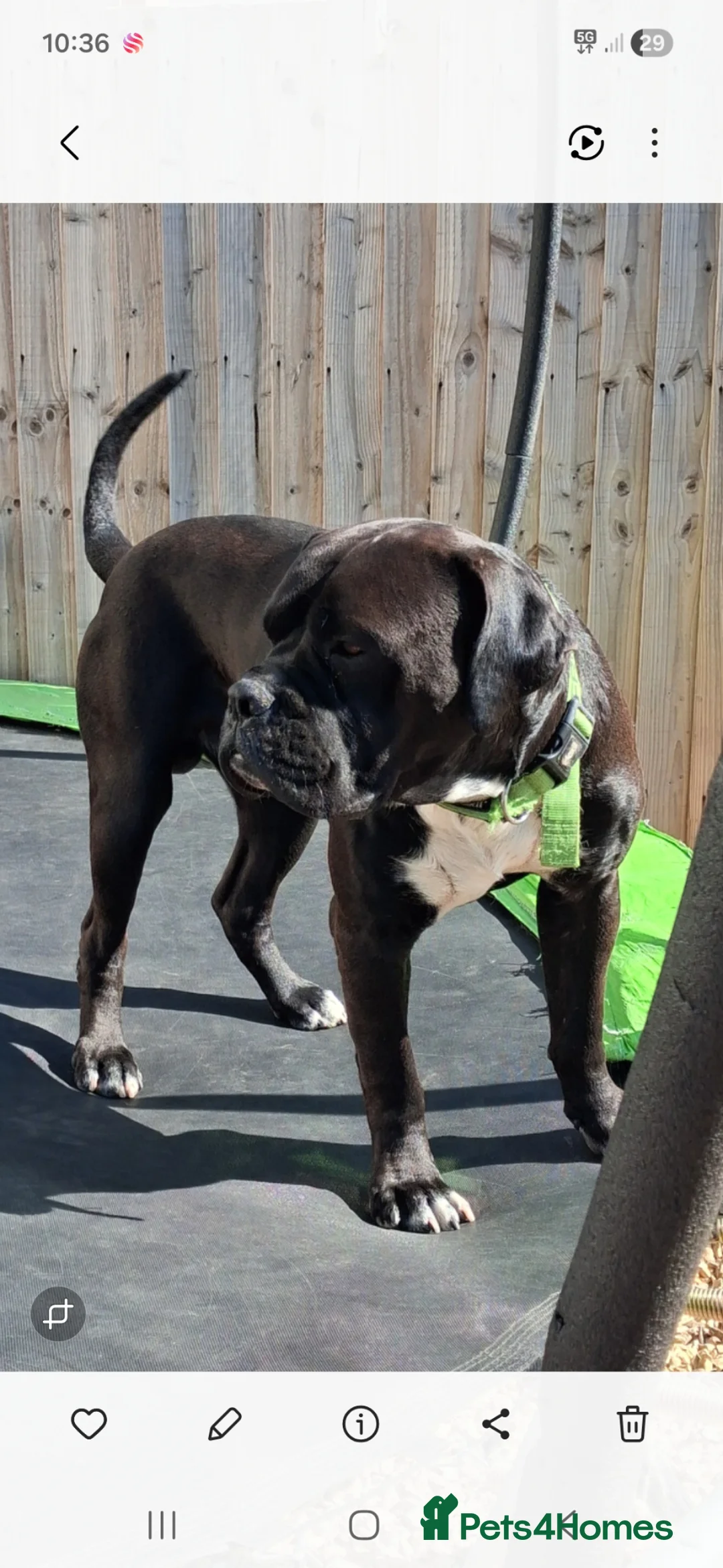 Cane Corso dogs for adoption: Cane Corso Cross 2 year old BOY - Advert 2