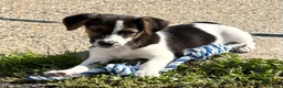 Jack Russell dogs for sale: Traditional short-legged Jack Russell puppy’s. - Advert 7