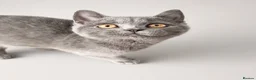British Shorthair cats for sale: Gorgeous British Shorthair kittens ready to leave. - Advert 2
