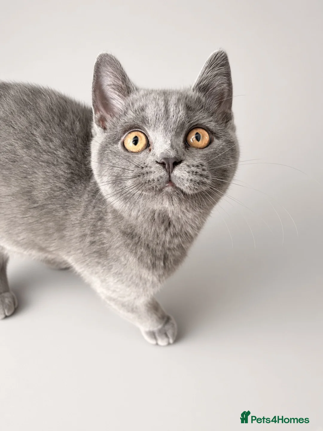 British Shorthair cats for sale: Gorgeous British Shorthair kittens ready to leave. - Advert 2
