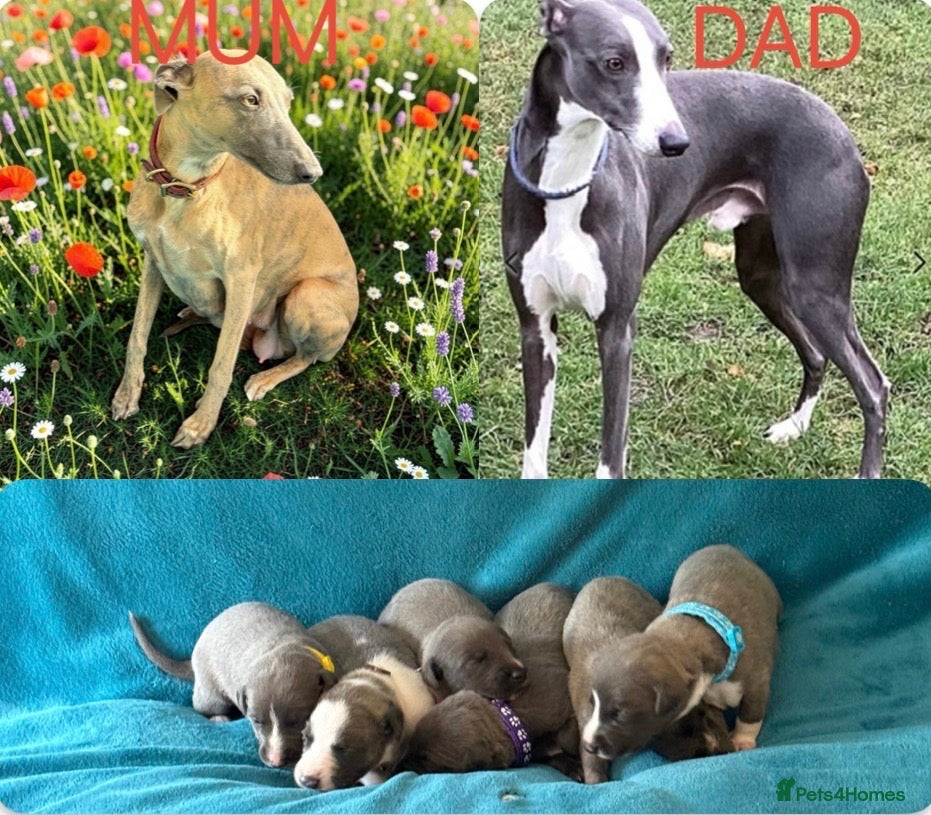 Whippet dogs KC Whippet Puppies  - Advert 13