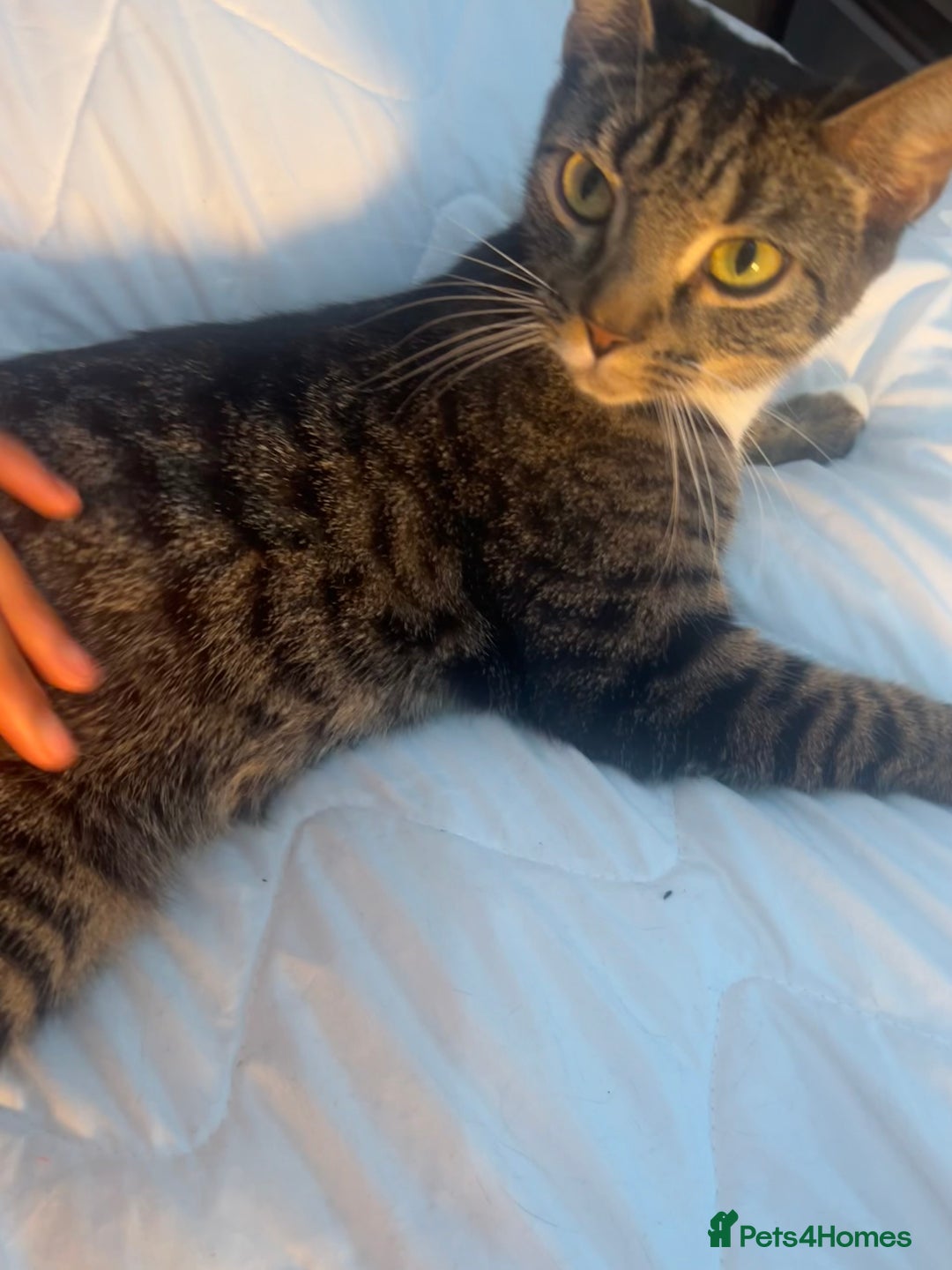 British Shorthair cats for sale: we have one beautiful female tabby kitten - Advert 6