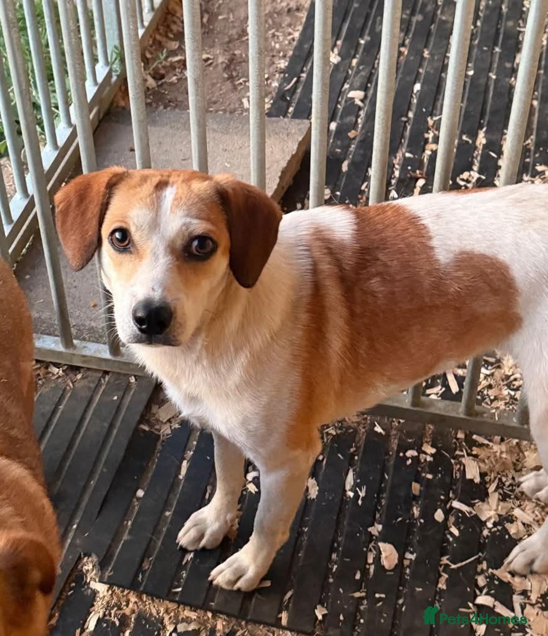 Mixed Breed dogs for adoption: Meet Bambi, currently residing in Essex  - Image 6