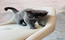 British Shorthair cats for sale: British Shorthair - Image 11