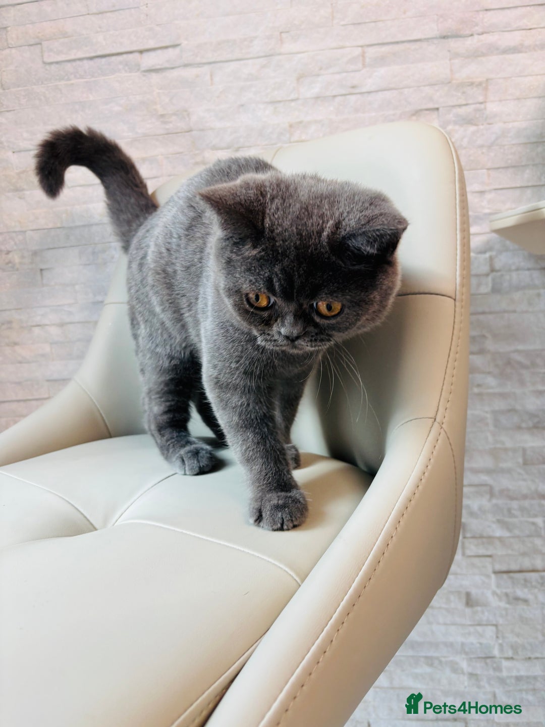 British Shorthair cats for sale: British Shorthair - Image 11