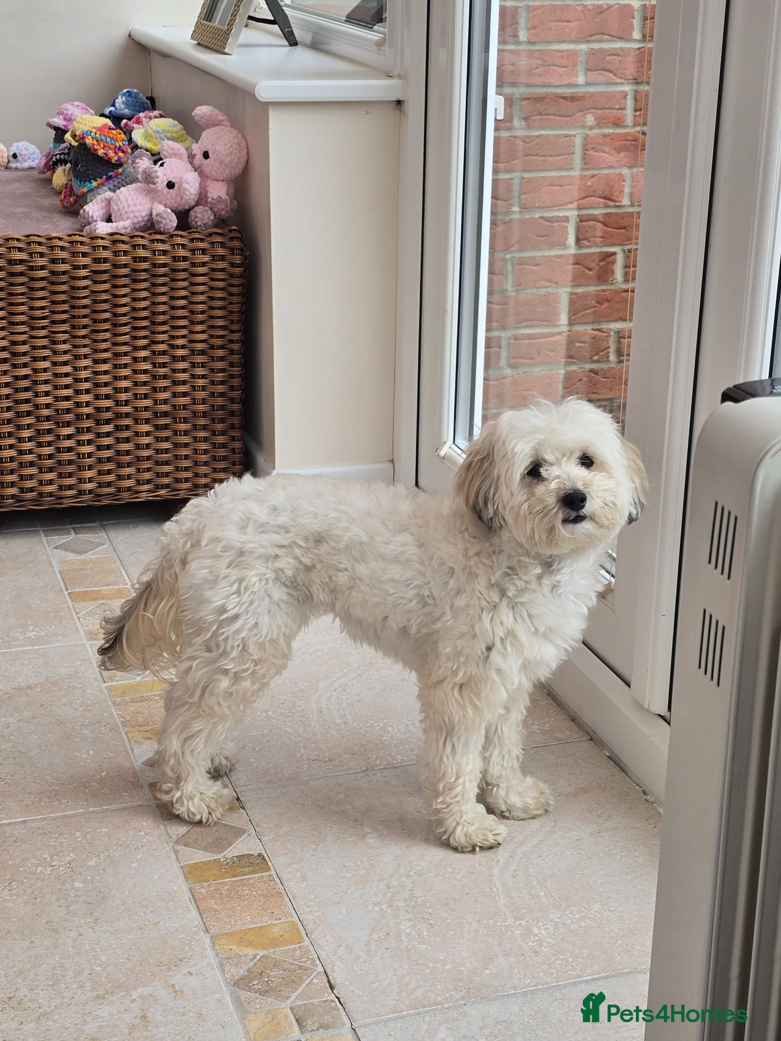 Maltipoo dogs for sale: Roxy  in Chester-le-Street - Advert 12