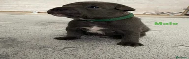 Staffordshire Bull Terrier 1