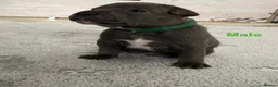 Staffordshire Bull Terrier dogs for sale: Blue Staffordshire Bullterrier - Advert 2