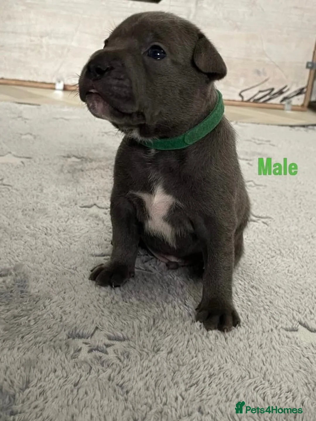Staffordshire Bull Terrier dogs for sale: Blue Staffordshire Bullterrier - Advert 2