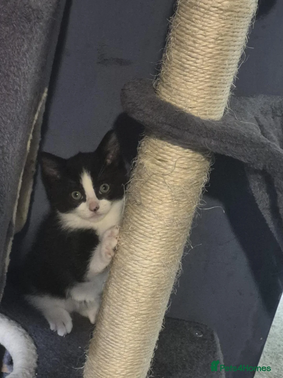 Mixed Breed cats for sale: 1 beautiful little girl - Advert 1
