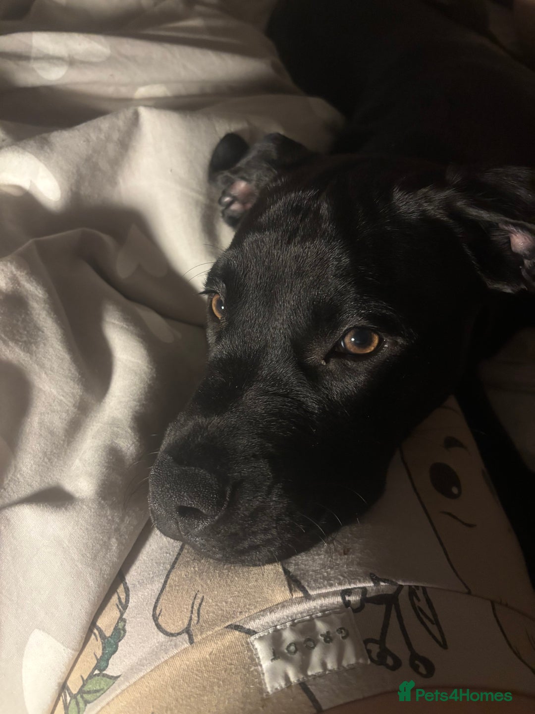 Mixed Breed dogs for sale: Buddy 7month boy - Image 1