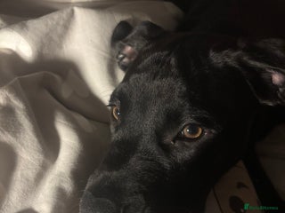 Mixed Breed dogs - Advert 30